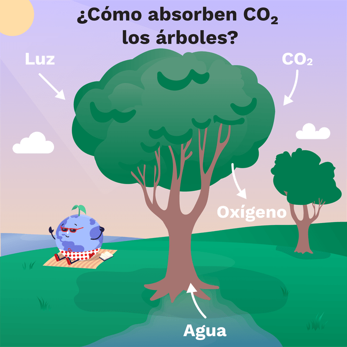 Plantar árboles puede detener el cambio climático? | ClimateScience