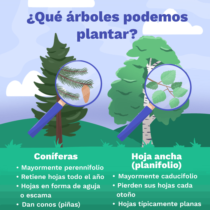 Plantar árboles puede detener el cambio climático? | ClimateScience