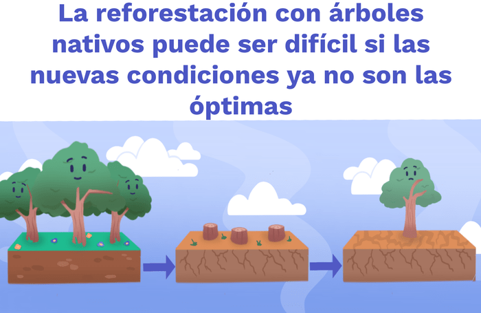 Plantar árboles puede detener el cambio climático? | ClimateScience