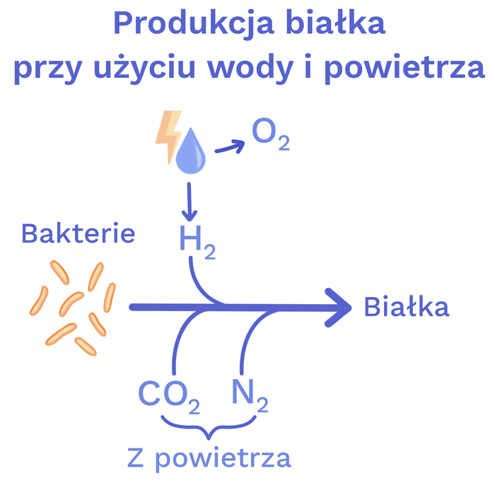 Image of Jak bakterie wytwarzają białko