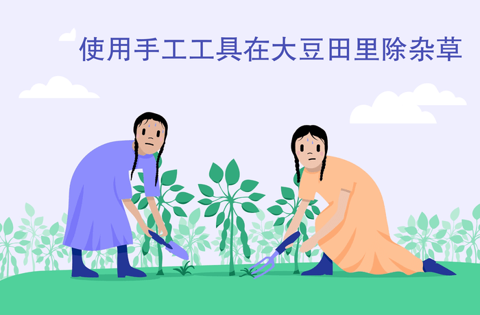 Image of 使用手工工具在大豆田里除草