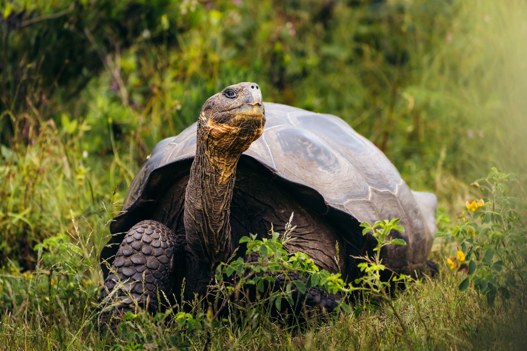 The iconic Galápagos giant tortoise once roamed across nearly every major island in the archipelago.
But overhunting, invasive species, and habitat loss pushed several populations to the brink of extinction. Galápagos Conservancy leads the way, alongside its partners, in restoring these iconic animals by protecting wild populations, reducing invasive species, and breeding and raising tortoises in conservation centers for future release. In February 2026, 158 giant tortoises returned to Floreana Island, where the species had been extinct for nearly 200 years. Restoring tortoise populations not only protects the species, but the habitats and ecosystems they shape through movement, feeding, and seed dispersal.