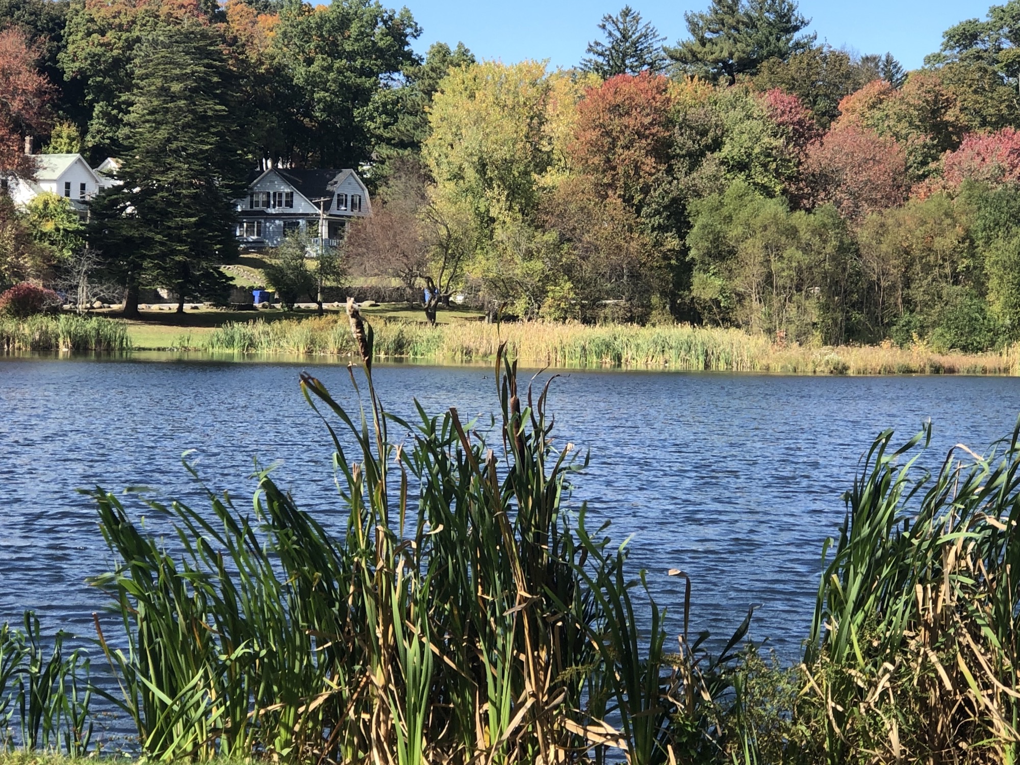 The view across the pond towards Cooke Street.