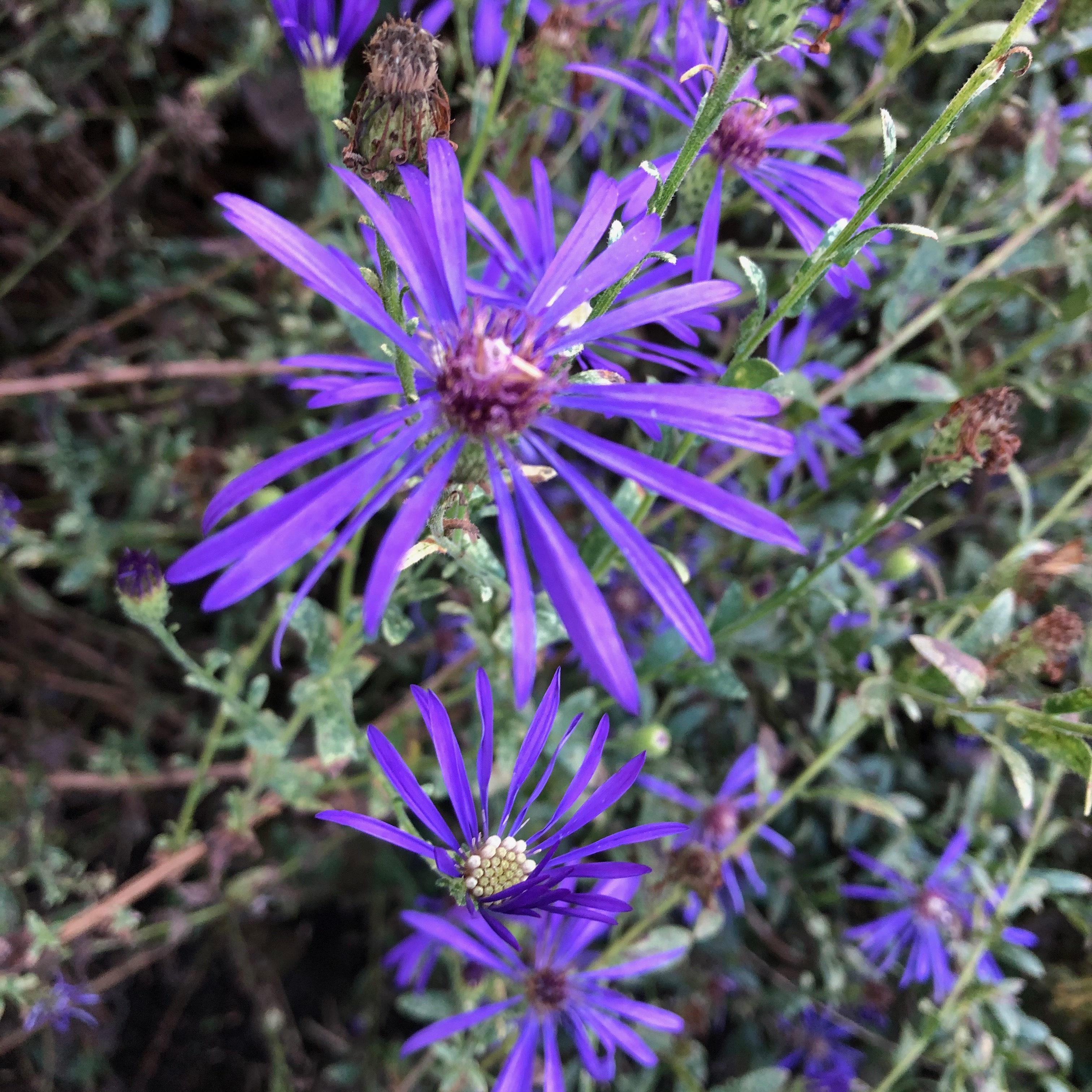Flower, Plant, Petal, Purple