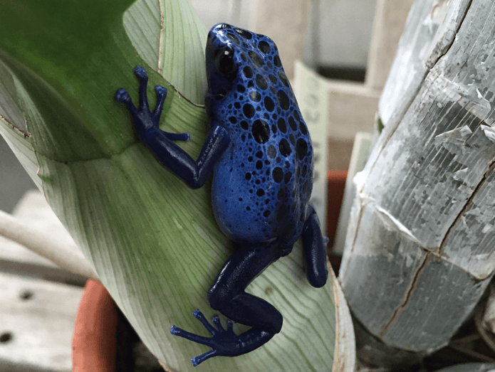 A blue poison dart frog 