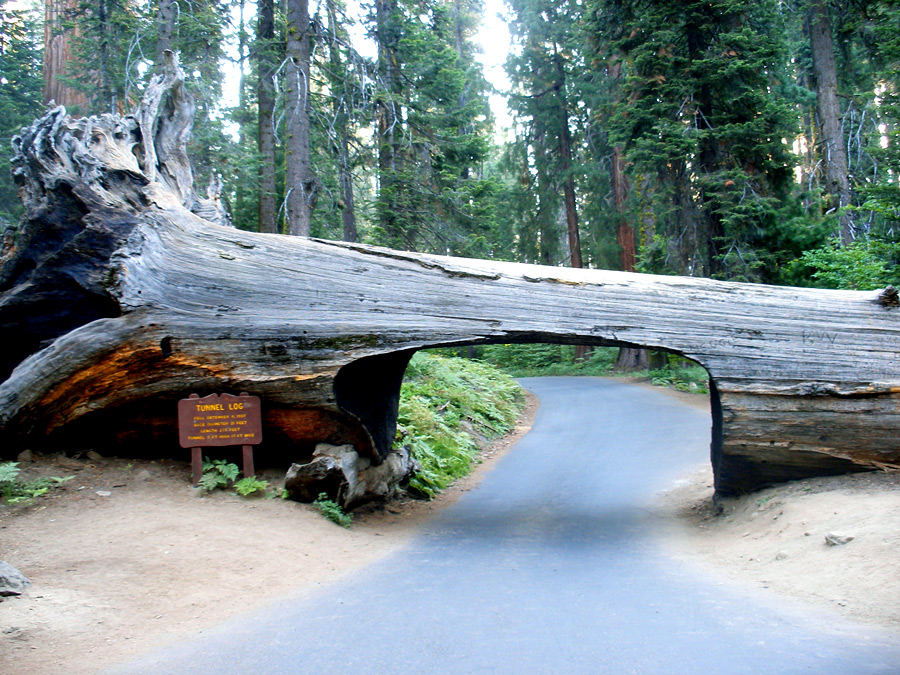 The Tunnel Log tree was cut to allow cars to pass through