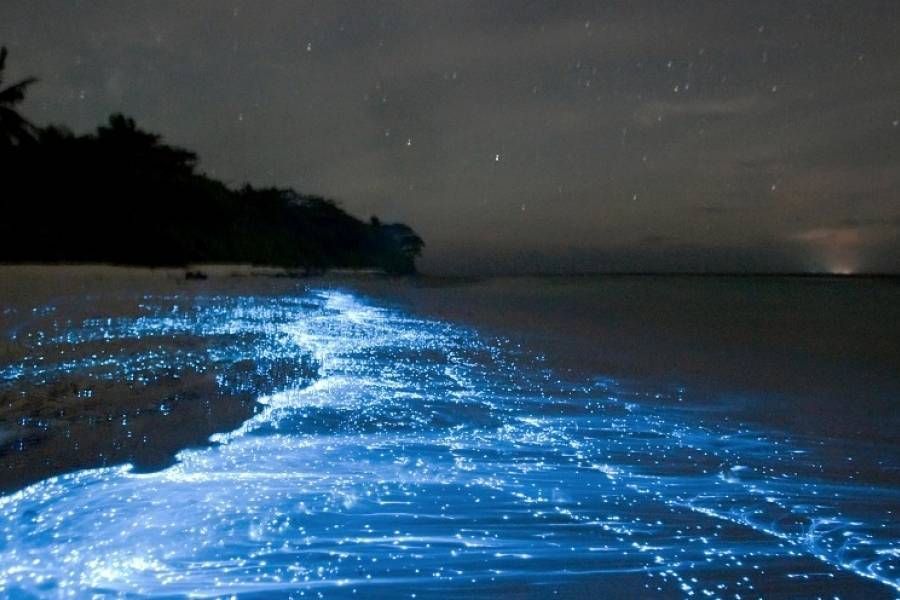 This photo shows the luminous effect of the algae.