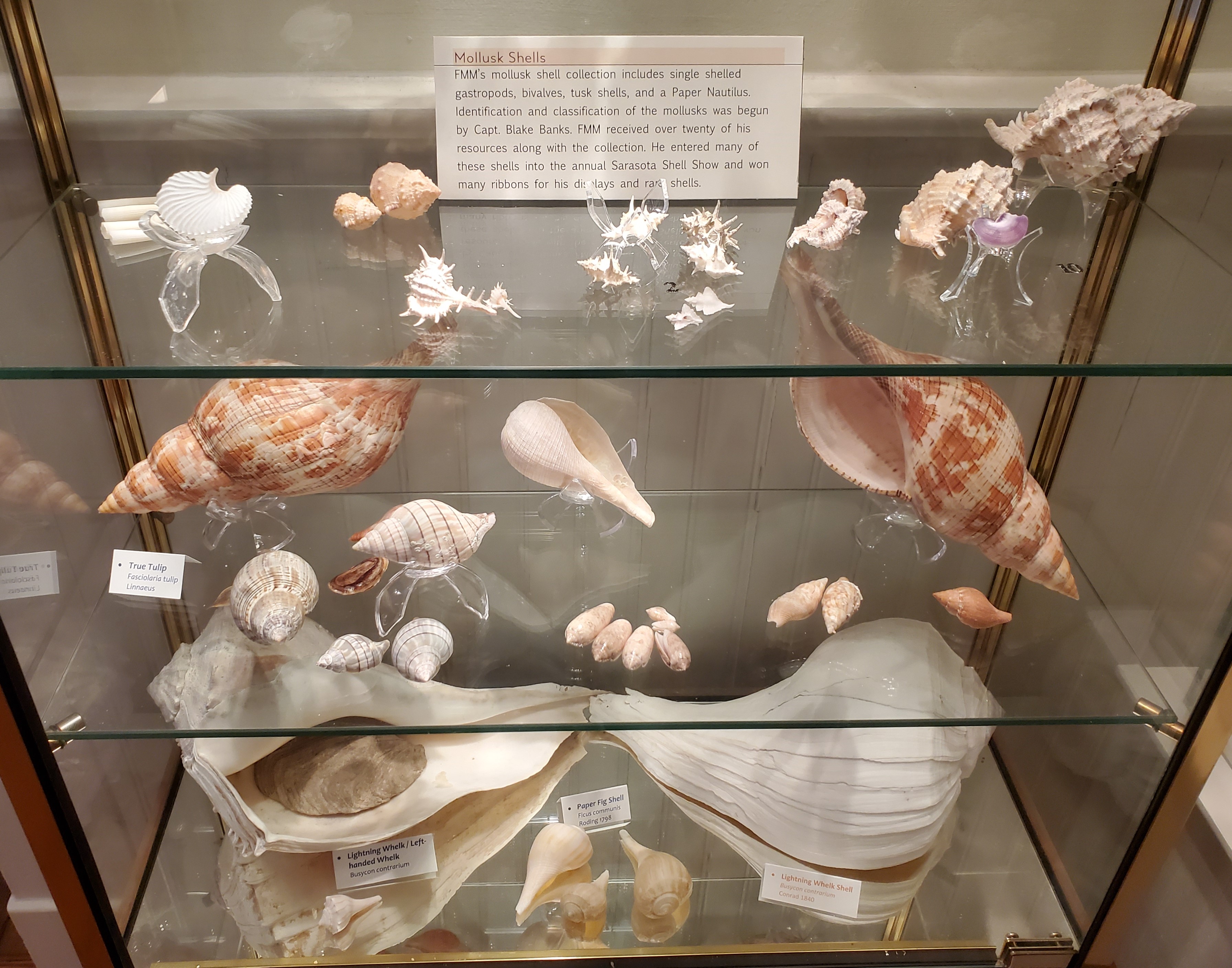 Florida Maritime Museum’s mollusk shell collection includes single shelled gastropods, bivalves, tusk shells, and a paper nautilus. Identification and classification of the mollusks was begun by Capt. Blake Banks. He entered many of these shells into the annual Sarasota Shell Show and won many ribbons for his displays and rare shells. 