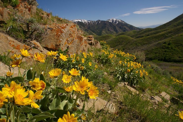 Flowers line the walls of the canyon in the springtime.