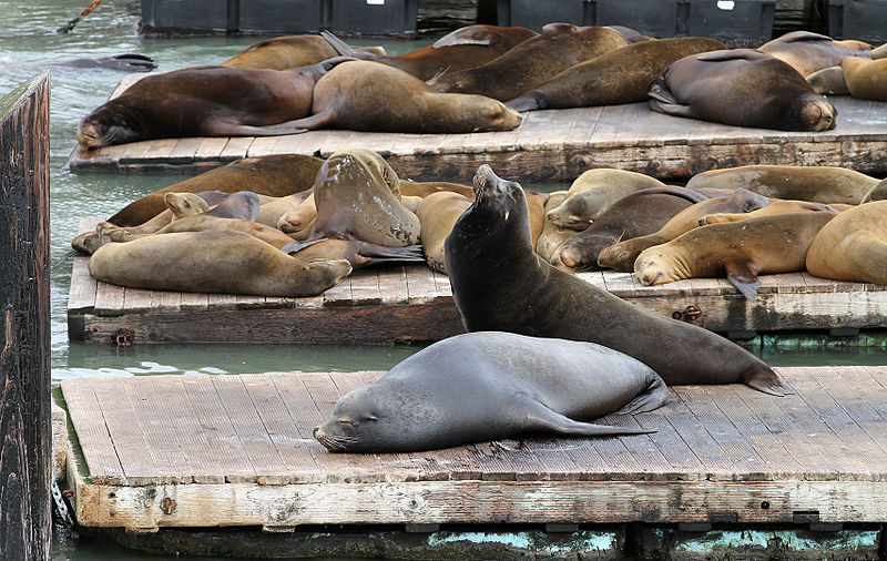 Sea lions sunbathing on the platforms that are provided for them.