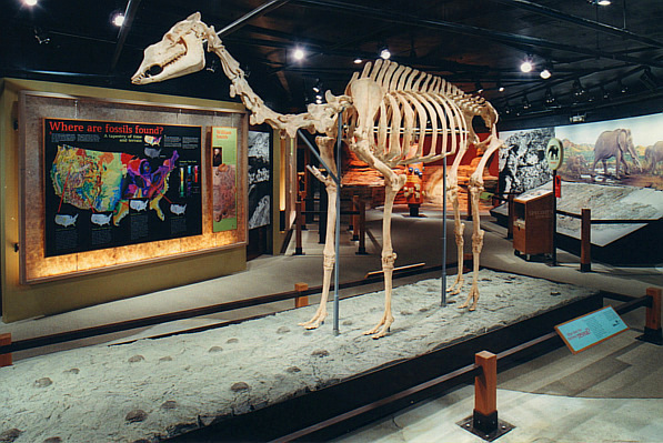 One of many exhibits in the Hall of Footprints