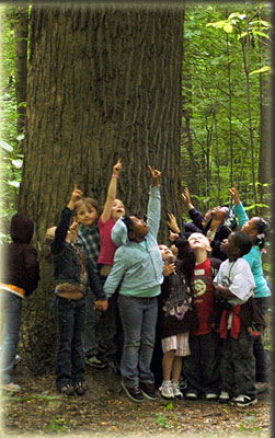 Class of children gathered around a large tree in the Wesselman Woods
