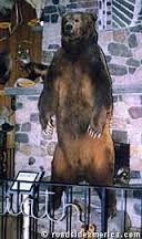 Goliath the Bear