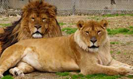 Male and Female Lions at the Zoo