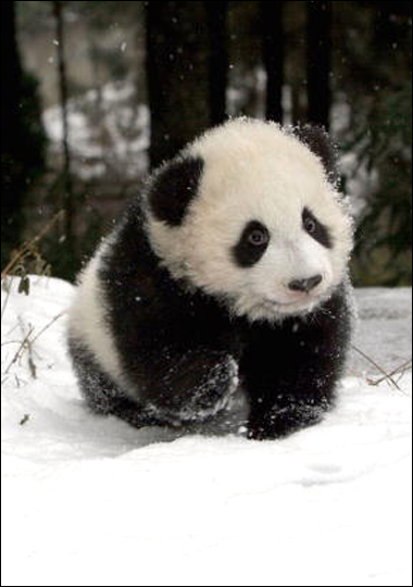 The Giant Panda is one endangered species the National Zoo is striving to protect. Its successful breeding programs have benefited the species as well as the zoo, drawing millions of visitors from around the world.