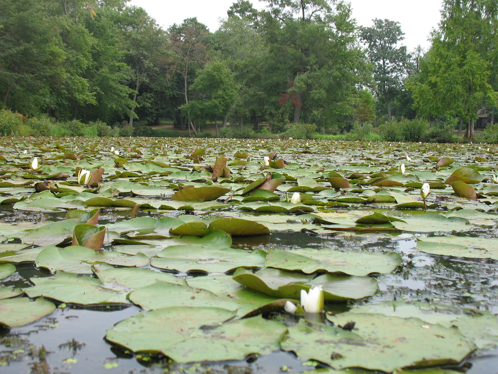 Waterlilies from the Park.
