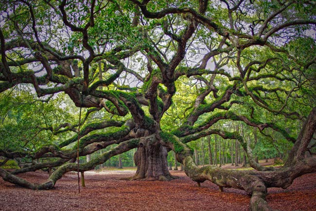 Angel Oak
