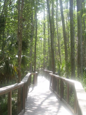 Raised boardwalk through the cypress dome