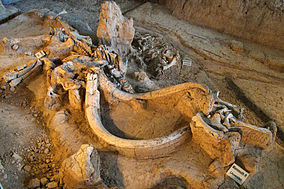 Columbian mammoth bull and juvenile remains.