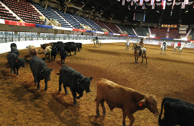 Thomas V with cattle for the annual Fort Worth Stockshow and Rodeo