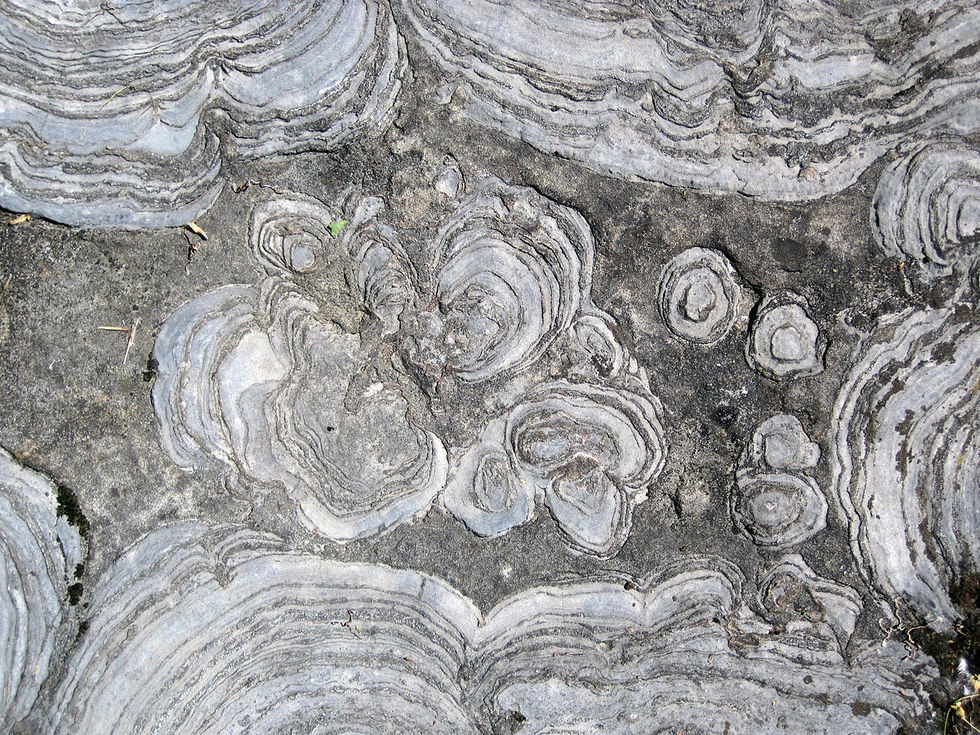 Closeup of the stromatolites