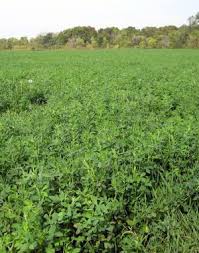 Grimm alfalfa