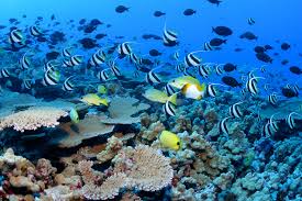 The monument features coral reefs, shallow waters and abundant marine life.