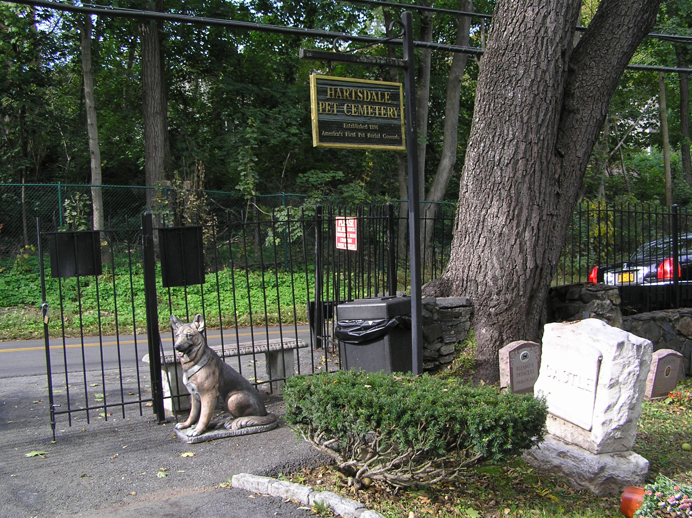 Plant, Carnivore, Trunk, Dog