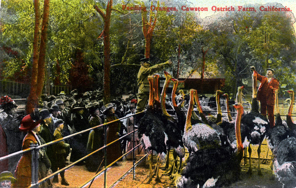 Watching the ostriches being fed oranges was a favourite activity for visitors. Both children and adults would delight in seeing the whole oranges slide down the bird's long neck (www.image-archeology.com)