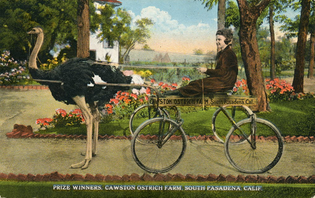 Visitors could ride on carriages driven by ostriches, and would even have races (www.image-archeology.com)