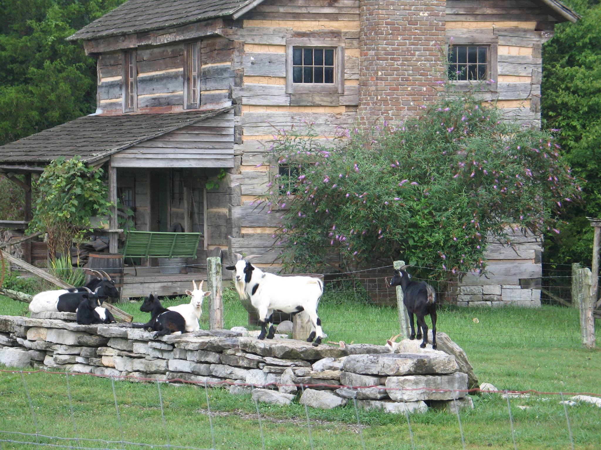 Some of the farm animals located on the grounds