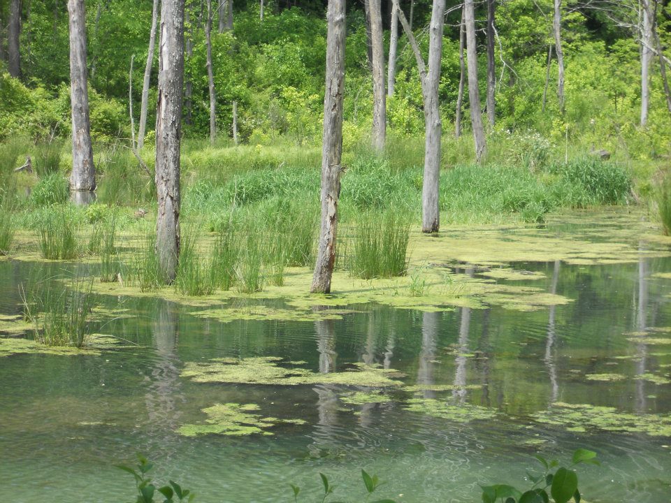 Wetlands at Leonard Springs