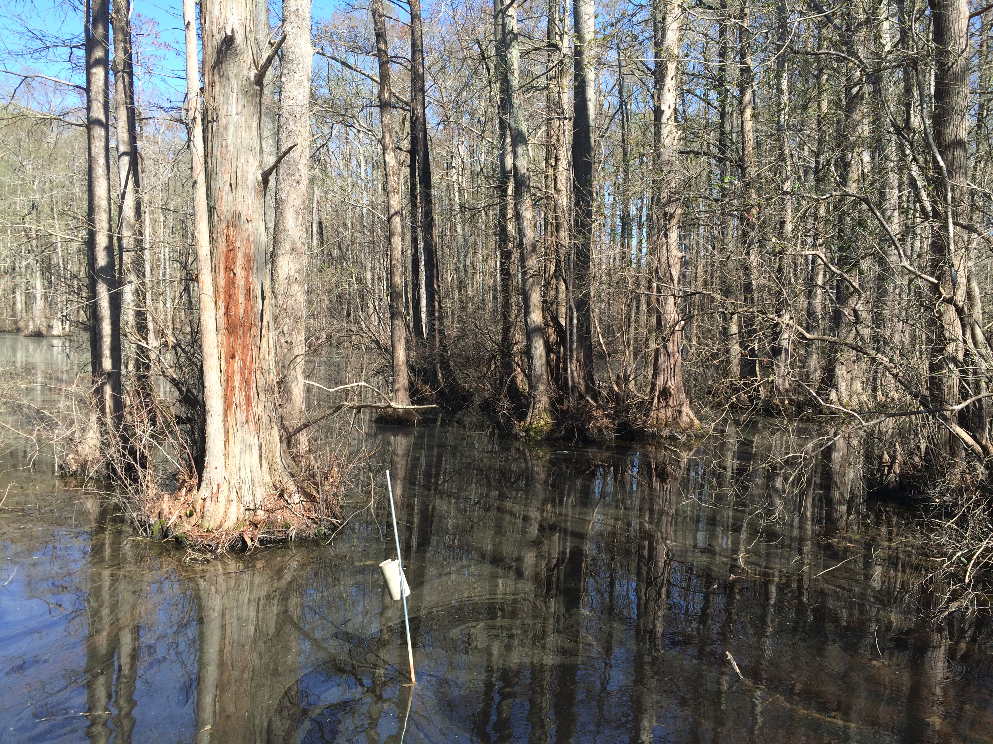An example of the Blackwater swamp at Robertson Millpond and Buffalo Creek.  (Photo by D. Chad Guthrie)