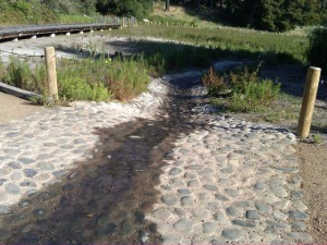 Watercourses at the spring, which make the area a hotspot for birdwatching (image from Golden Gate Audubon Society)