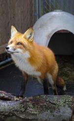 One of the museum's foxes (image from EcoTarium)