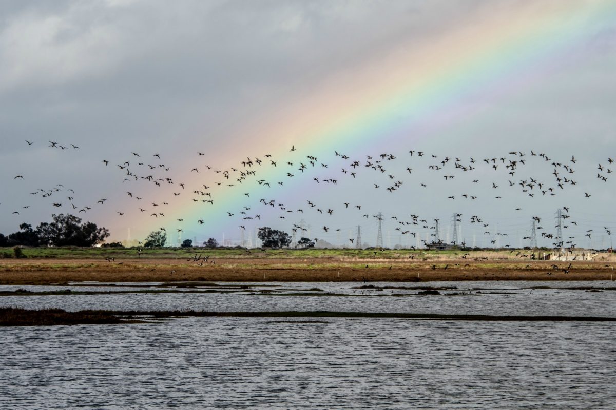 The Baylands are home to a bird refuge and multiple bird migrations