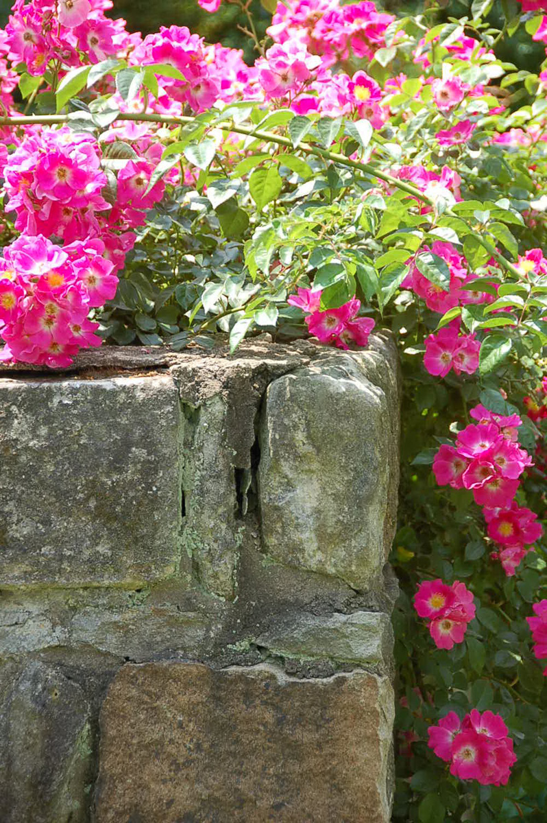 Roses on Wall