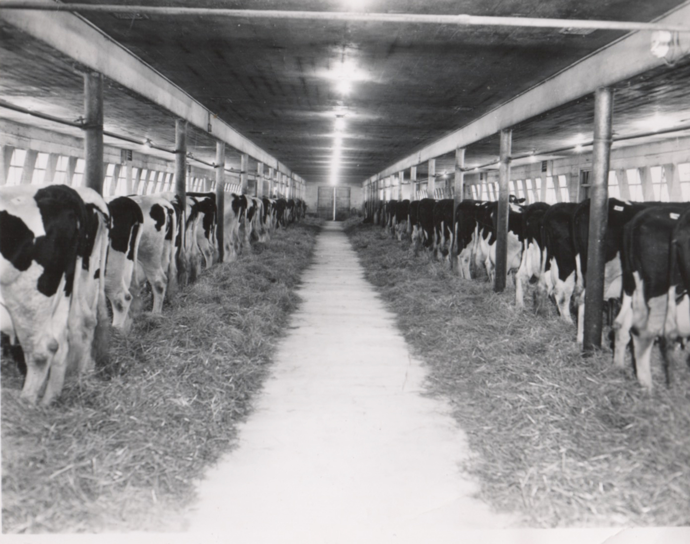 The milking parlor at the Ackerhurst dairy farm.