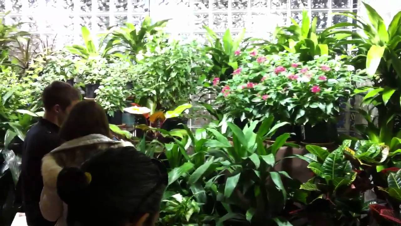 The academy's butterfly garden contains between 60 and 150 of winged gossamers that represent 20 to 40 different species on display at any given time. 