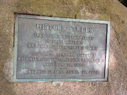 Historic Trees Historical Marker in the Colonial Trees Grove, Golden Gate Park