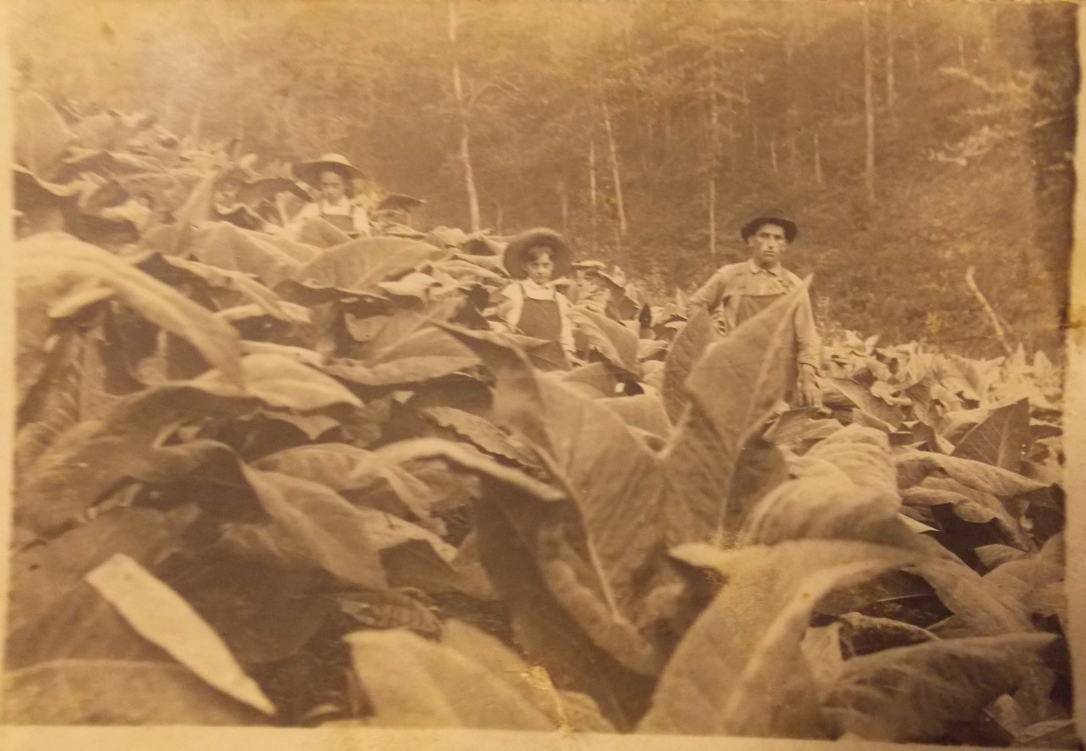 Superintendent Elba Davis and his sons in a tobacco field. The farm grew many different crops over the years. Courtesy of Wendell and Helen Sebastian. 