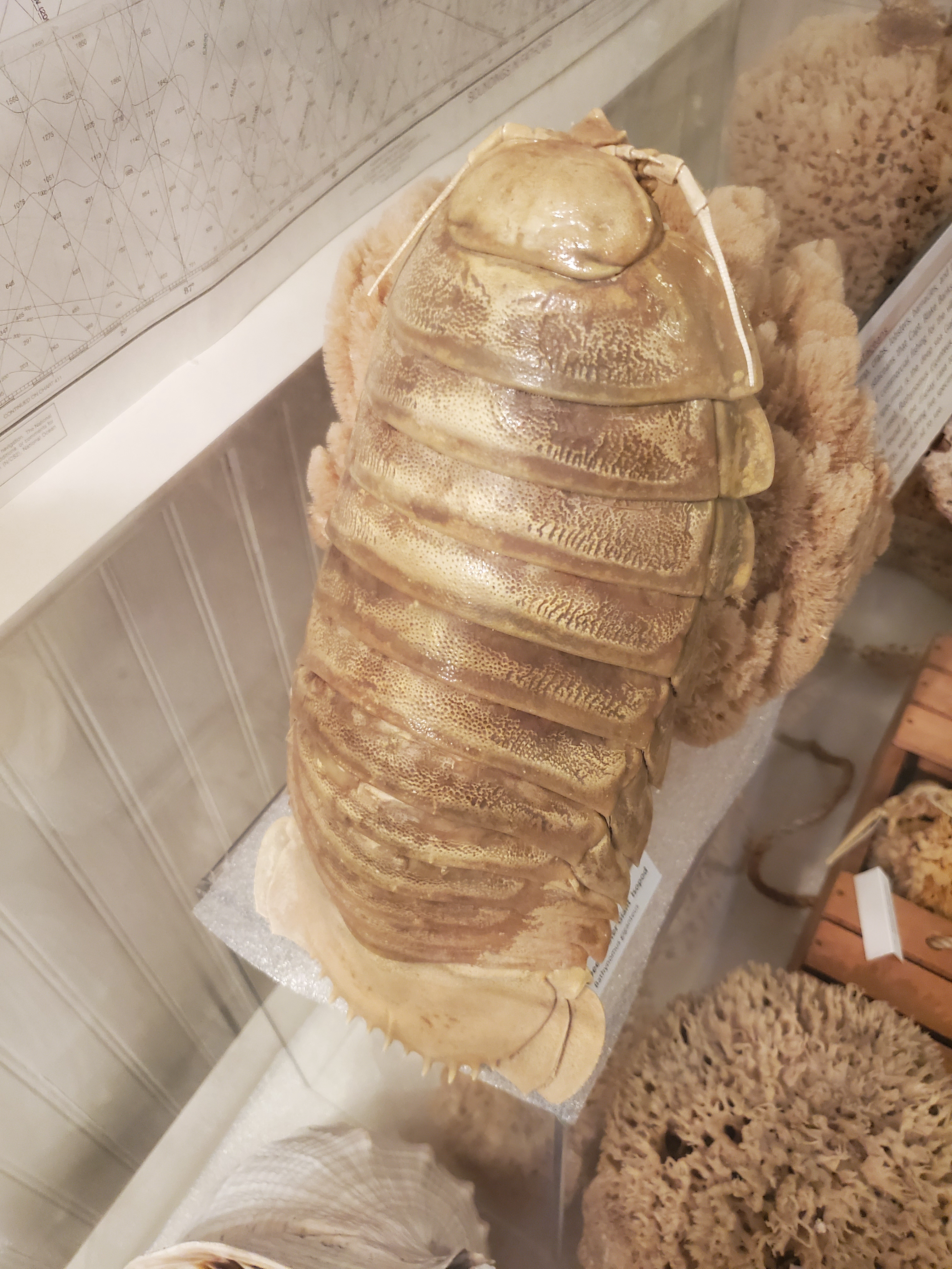 Giant Isopod (Bathymomus giganteus) is a crustacean arthropod related to crabs and shrimp. It is the largest known species of isopod and lives in deep waters, including the Gulf of Mexico. It is related to pill bugs, or “roly poly” bugs, that dig into forest floors.
