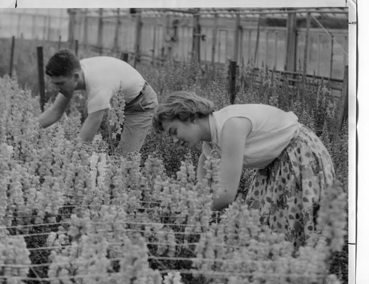 Students in the greenhouse working on snapdragons.