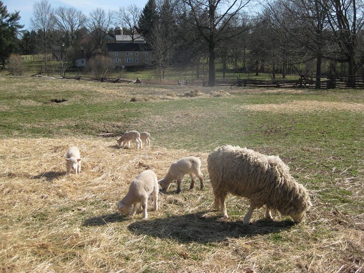 Sheep shearing day
