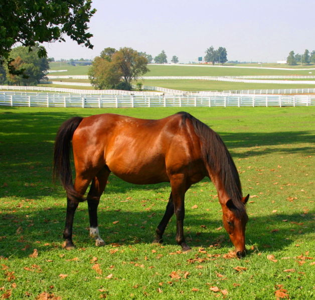 A horse grazes at the Kentucky Horse Park (Wes Blevins)