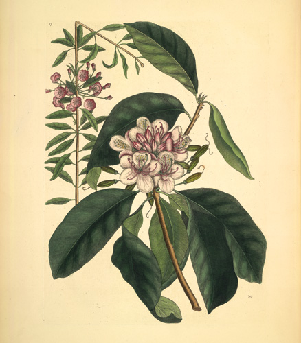 Flower plate from Mark Catesby, The Natural History of Carolina, Florida, and the Bahama Islands, London: Printed for C. Marsh et al (1754), image courtesy of the Library of Virginia.
