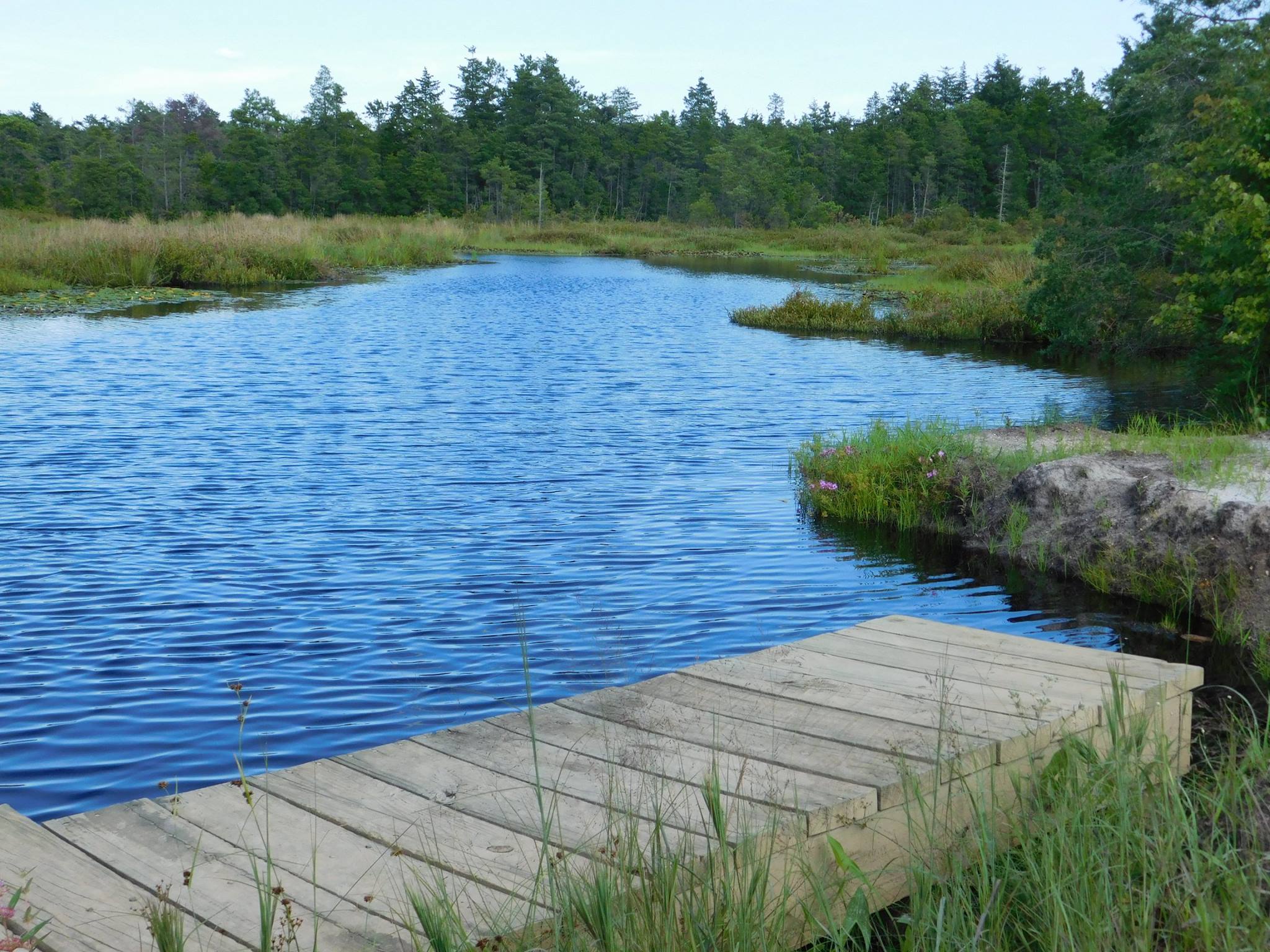 A variety of nature trails lead through the Pine Barrens woodland past ferns, moss, cedar, mountain laurel and out along the edges of waterways, blueberry and cranberry fields that stretch for miles.