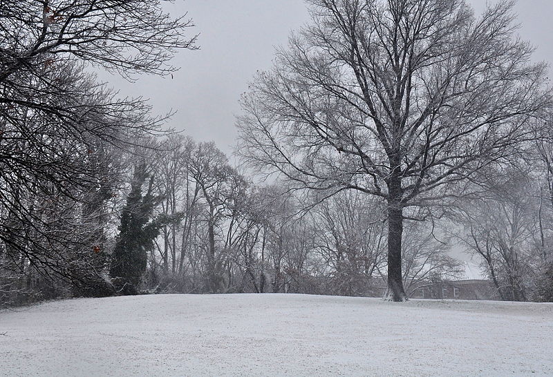 The Landmark is Located on the Ground just to the Left of this Tree. The Photgraph was taken Facing South. The Landmark is a small brass circular plaque on the ground.