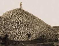 Bison Skulls to be used for fertilizer, fine bone china, and the refining of sugar, c. 1870