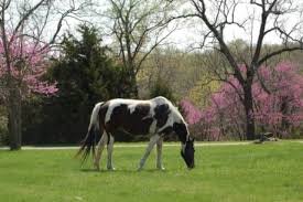 One of the main attractions of the farm is now the ability to house and breed horses. Horses on the farm are also used for group training events.